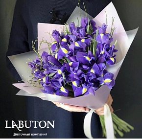 Ирисы 15 шт Ирисы 15 шт